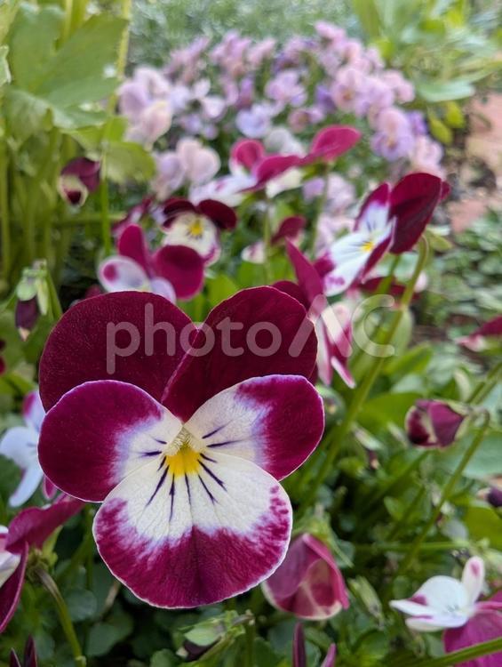 ビオラの花のクローズアップ ビオラ,赤,花の写真素材