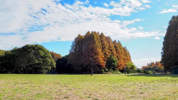 秋の水元公園・広場＆木々の紅葉（葛飾区） 秋,水元公園,紅葉の写真素材