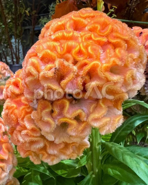 オレンジのケイトウ ケイトウ,花,アップの写真素材