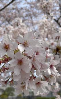 桜満開 桜満開 自然,春,桜の写真素材