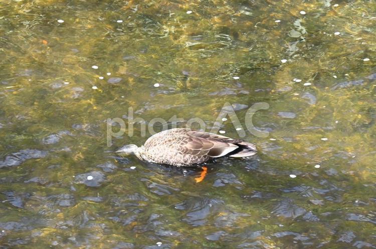 小川で餌を食べているカルガモ カルガモ,鳥,川の写真素材