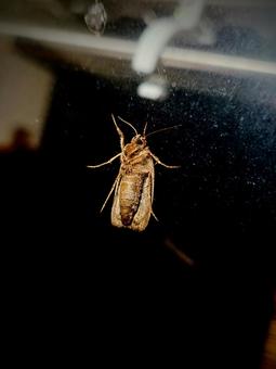 窓に飛んできたツマジロクサヨトウ ツマジロクサヨトウ,窓,飛ぶの写真素材