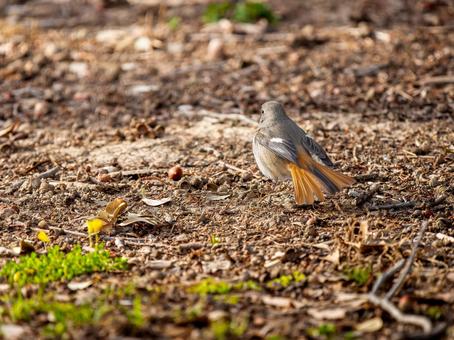 地面を歩くジョウビタキのメス 地面を歩くジョウビタキのメスの写真
