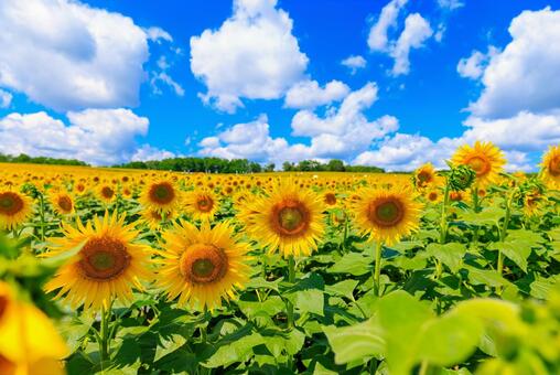 青空とひまわり畑 ひまわり,ヒマワリ,向日葵の写真素材