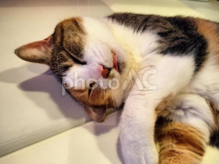 舌を出して寝ている猫 猫,ねこ,ネコの写真素材