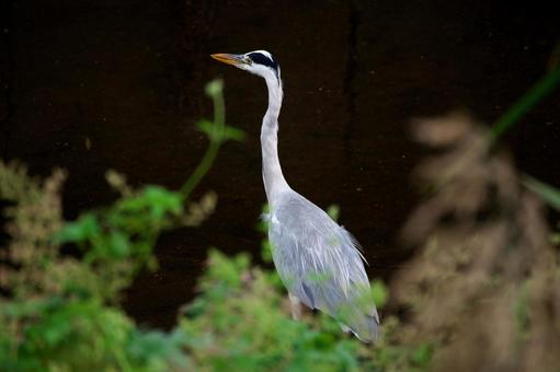 アオサギ18の写真