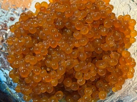 光を受けて輝く新鮮なカジカの卵 カジカの卵,カジカ,魚卵の写真素材