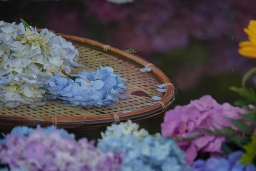 紫陽花 紫陽花の写真