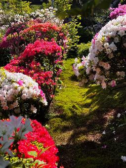Photo, azalea, court, spring, 