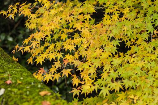 紅葉と苔 紅葉と苔の写真