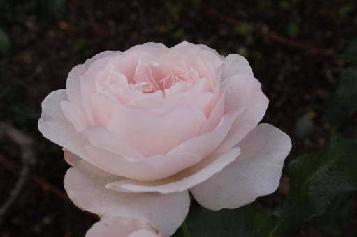 バラ園の淡い色の薔薇を撮りましたの写真