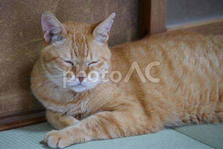ダイちゃん（もたれて寝ている、アップ） ねこ,茶トラ,ペットの写真素材
