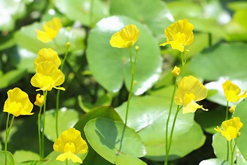 植物 タヌキモ 植物 タヌキモの写真