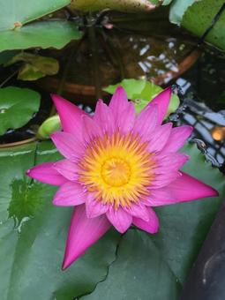 睡蓮 睡蓮,ハス,花の写真素材