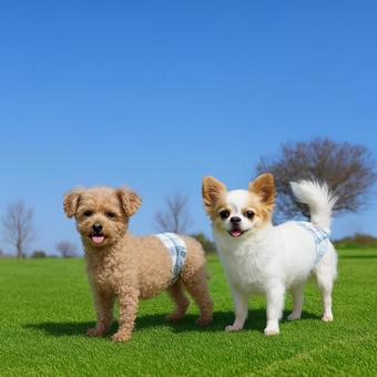 Two small dogs with serious expressions at a dog run, dog, chihuahuasa, dog run, JPG