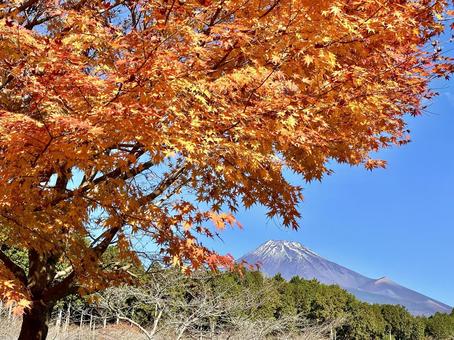 黄葉と富士山 富士山,紅葉,もみじの写真素材