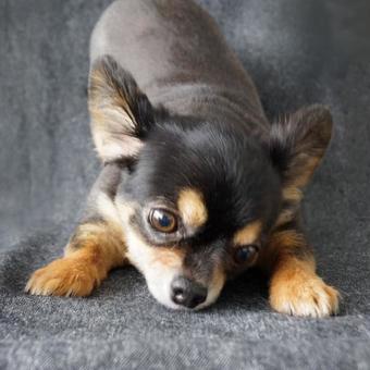 犬 犬の写真