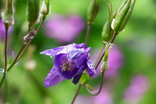 5月上旬の庭の雨上がりのオダマキの花 5月上旬の庭の雨上がりのオダマキの花の写真