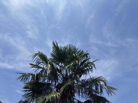 空とヤシ 空とヤシの写真