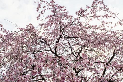 榴岡公園の桜⑽ 榴岡公園の桜⑽の写真