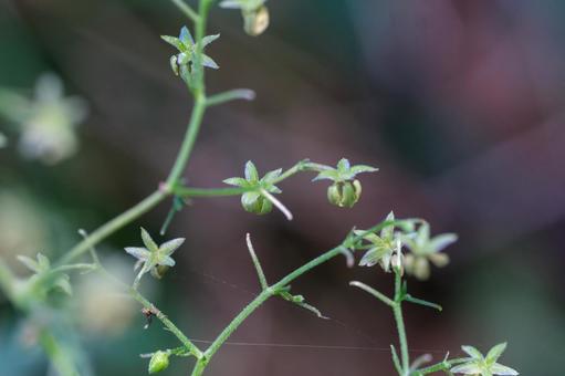 カナムグラ カナムグラ,アサ科,一年草の写真素材