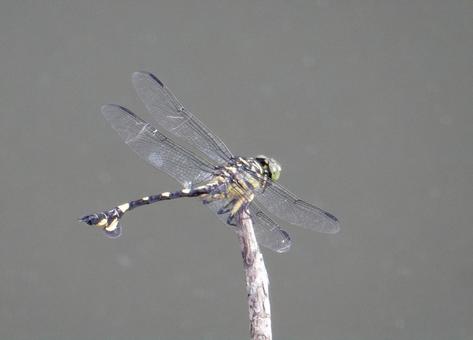 【昆虫写真】ウチワヤンマ(団扇蜻蜒) 【昆虫写真】ウチワヤンマ(団扇蜻蜒)の写真