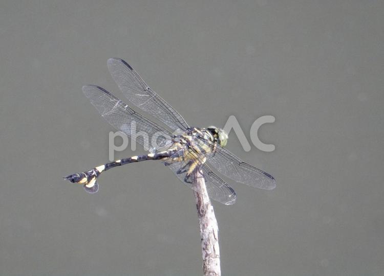 【昆虫写真】ウチワヤンマ（団扇蜻蜒） ウチワヤンマ,団扇蜻蜒,蜻蛉の写真素材
