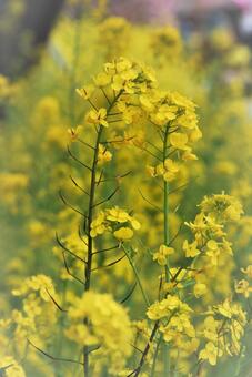 植物 花 菜の花 植物 花 菜の花の写真