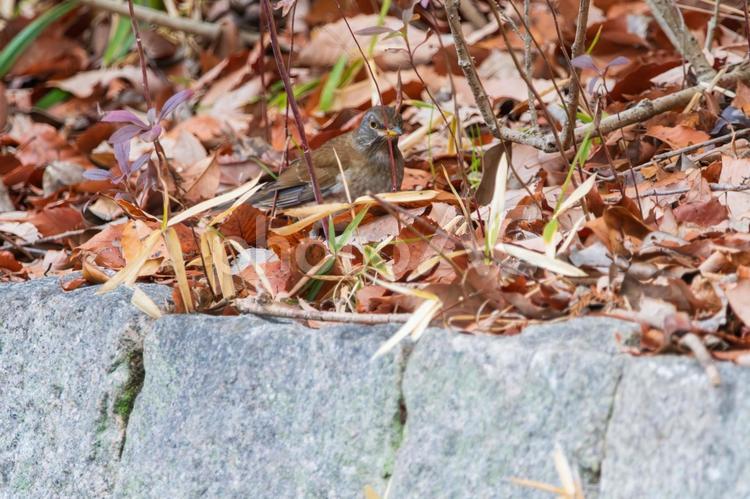 落ち葉の中で佇むシロハラ シロハラ,野鳥,小鳥の写真素材
