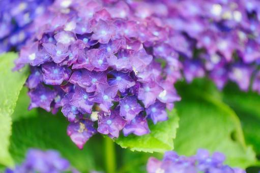 Hydrangea, JPG Hydrangea, JPG
