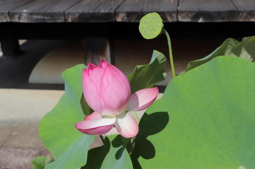 法金剛院 蓮の花 酔妃蓮 法金剛院 蓮の花 酔妃蓮の写真