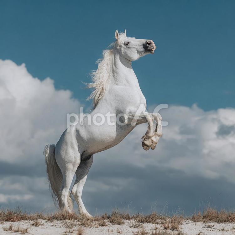 生命力溢れる白馬の姿 馬,白馬,躍動感の写真素材