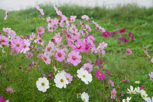 コスモス コスモス,秋,花の写真素材