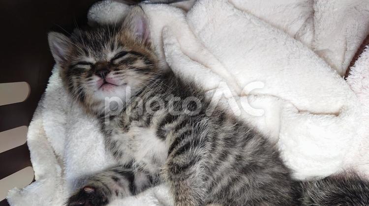 御昼寝タイム、お口ピンク 猫,ペット,可愛いの写真素材