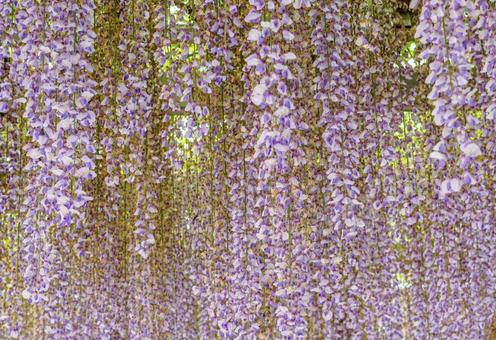 藤の咲く丘　藤棚の藤2ー47 藤棚,藤の花,花の写真素材