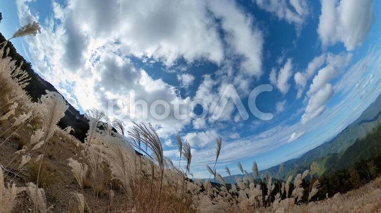 青空と秋のすすき 空,自然,晴れの写真素材