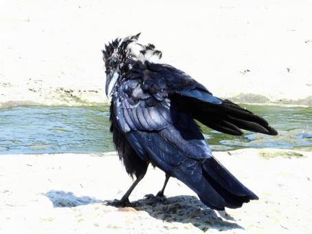 毛繕いをするカラス 毛繕いをするカラスの写真