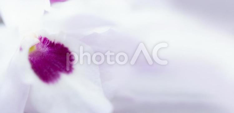 デンドロビウムの花をベースにした背景素材 デンドロビウム,白,紫の写真素材