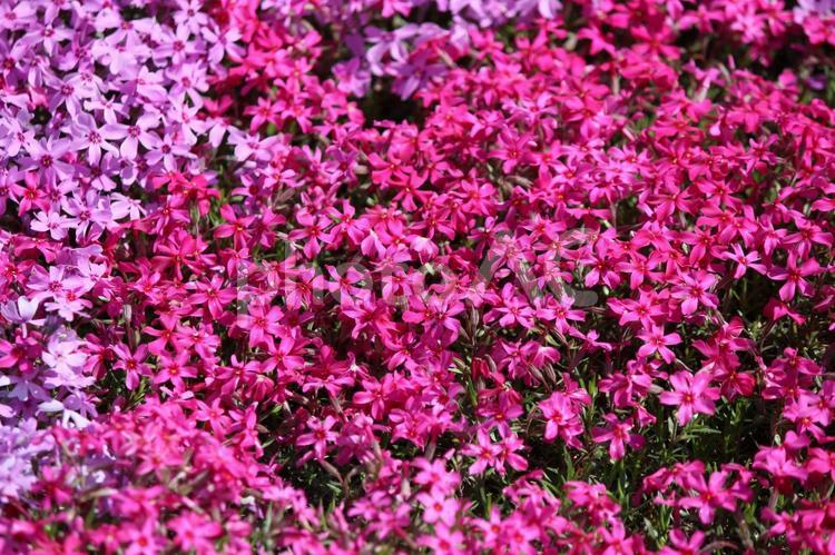 芝桜 自然,植物,花の写真素材
