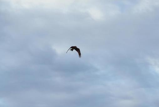 A black kite gracefully dancing among the clouds, JPG A black kite gracefully dancing among the clouds, JPG