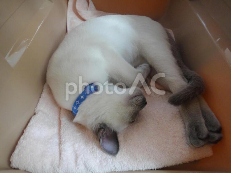 キャリーの中で丸まって睡眠 かわいい,すやすや,ねこの写真素材