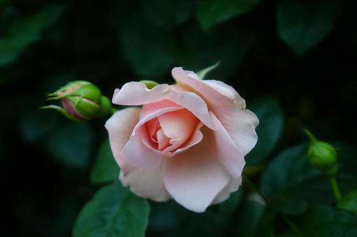 薔薇 薔薇,綺麗,美しいの写真素材