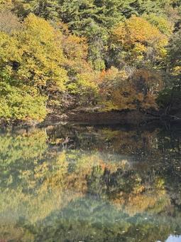 晩秋の大沢の堤の紅葉の写真