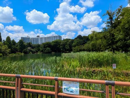 井の頭公園 井の頭公園 自然,井の頭公園,葦の写真素材
