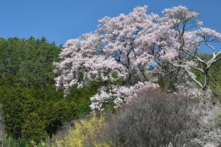中川村　青空と桜 さくら,木,サクラの写真素材
