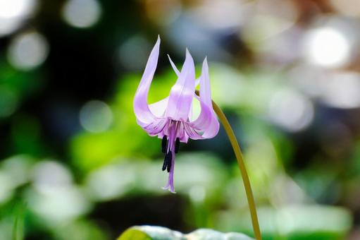 Flowers that herald the arrival of spring: Dogtooth violets 8, JPG