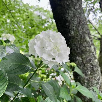紫陽花 紫陽花の写真