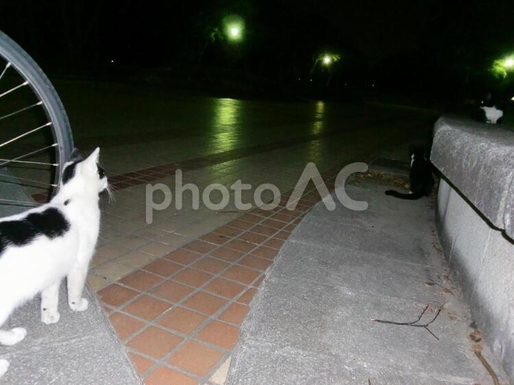 夜の公園の猫２匹 夜,公園,猫の写真素材