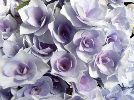 紫陽花 紫陽花の写真