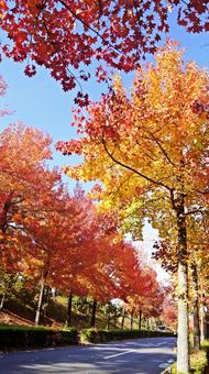 紅葉-1306 紅葉,アメリカ楓,もみじ葉楓の写真素材